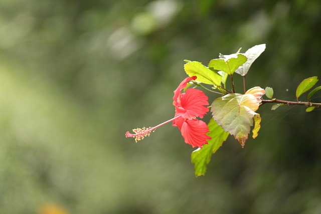 Free Hibiscus Plant photo and picture