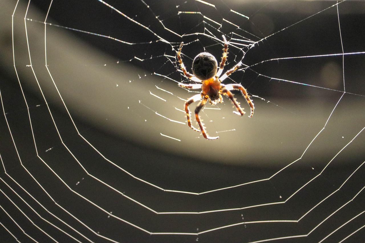 Spider - free online jigsaw puzzle photo