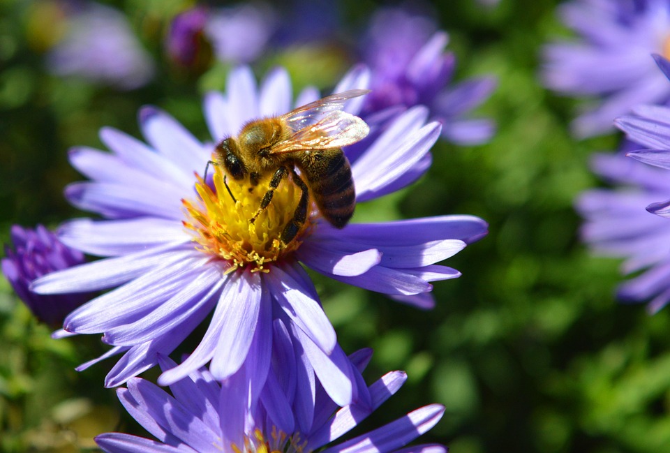 Aster Bee Nature Free photo on Pixabay