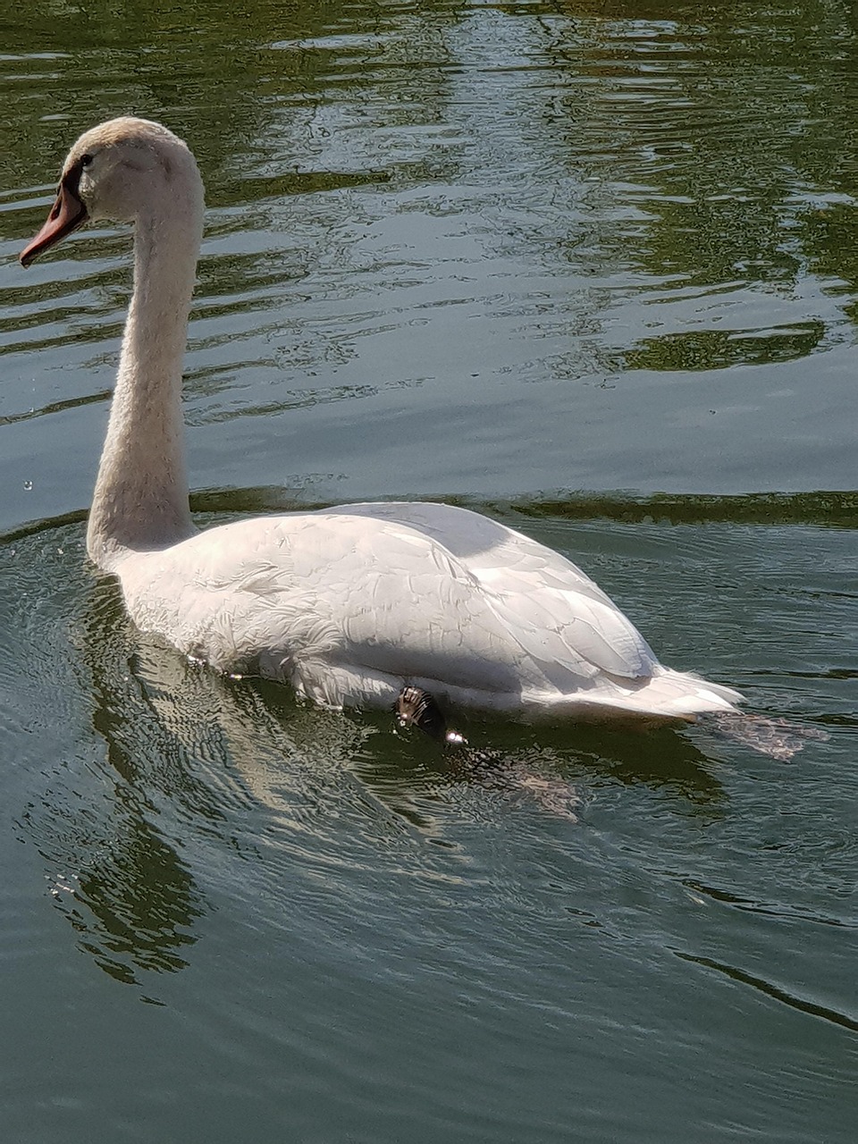 Cygne Animaux Enfants L'Eau Oiseau - Photo gratuite sur Pixabay - Pixabay