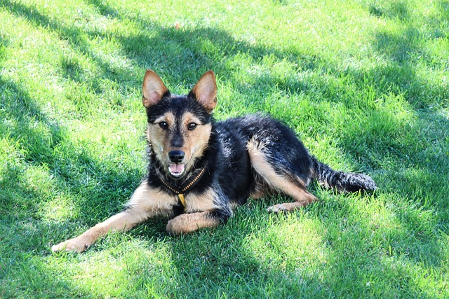 Free Dog Domestic Animal photo and picture