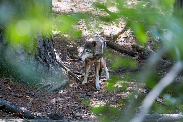 Free Red Wolf Wolf photo and picture