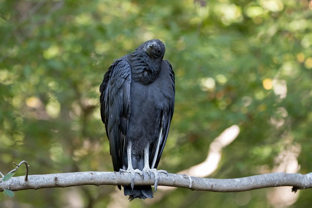 Free Vulture Bird photo and picture