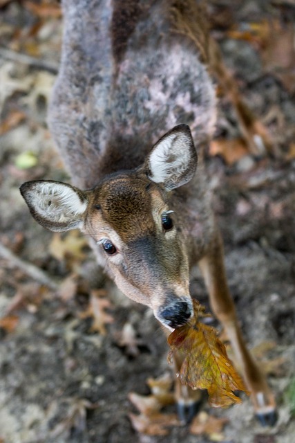 Free Deer Virginia photo and picture