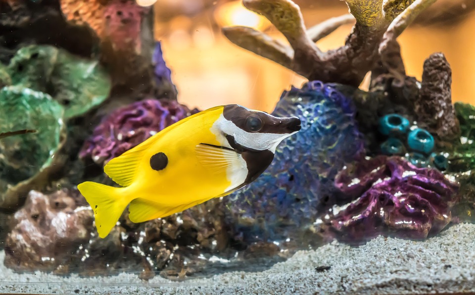 foxface魚 サンゴ 熱帯 pixabayの無料写真