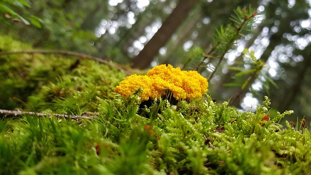 Natureza, Cogumelo, Slime Mold