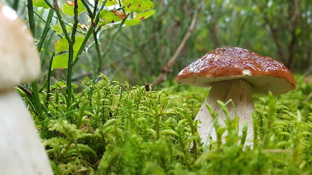 Floresta, Cogumelo, Comestível
