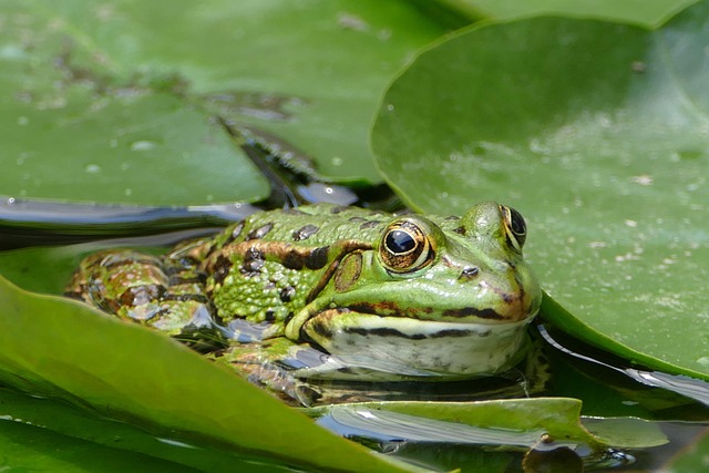 frog, green, animal, pond, water, poelkikker, frog pond, amphibian, nature, frogs, lily pad, amphibians, frog, frog, frog, frogs, frogs, frogs, frogs, frogs, lily pad