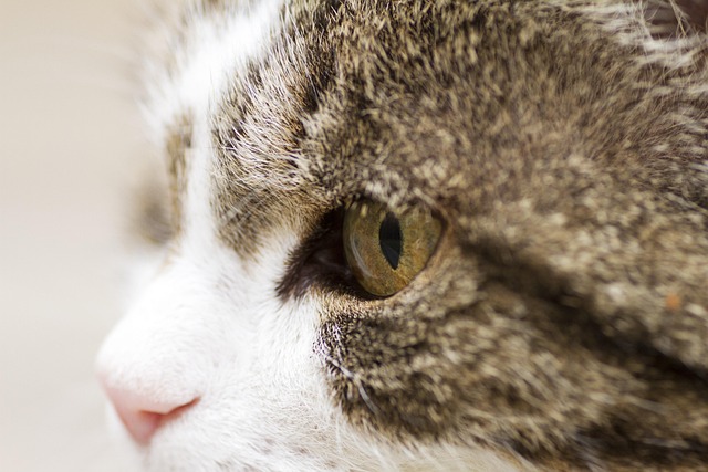 😻 cat eye pictorial 😻 so here it is.. cat eye... Cat Eye Kattöga - Free photo on Pixabay