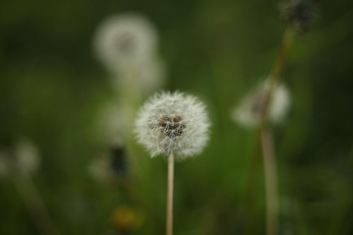 Diente De León, Fondo De La Flor