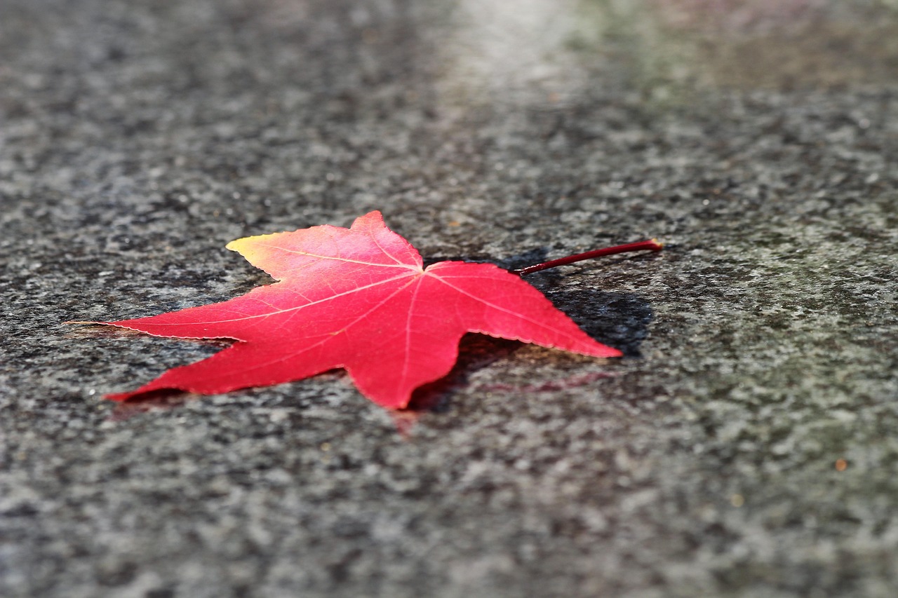 Red Leaf - free online jigsaw puzzle photo