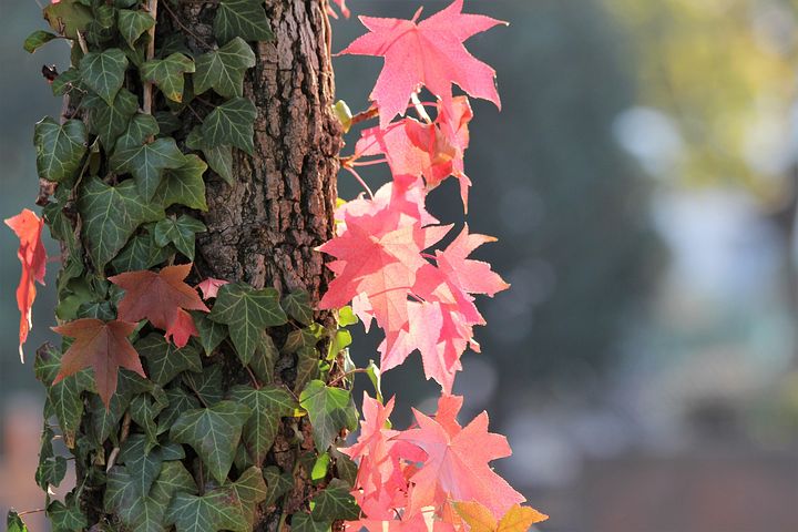 蔦 画像 - Pixabay - 無料画像をダウンロード