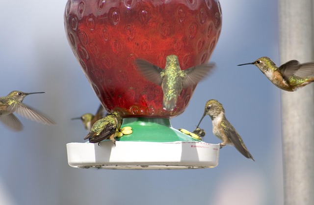 Free Hummingbirds Nature photo and picture