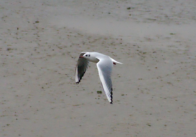 Free Seagull Beach photo and picture