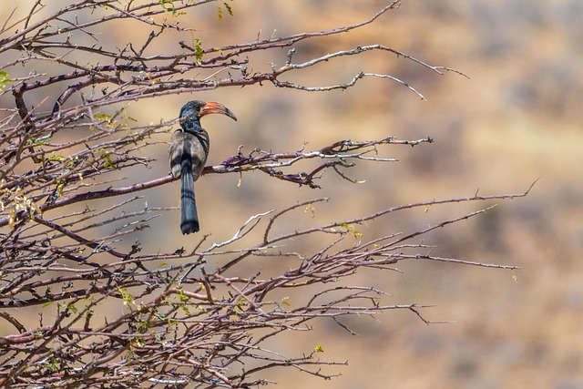 Download free HD stock image of Hornbills Rhinoceros Free Hornbills Rhinoceros photo and picture