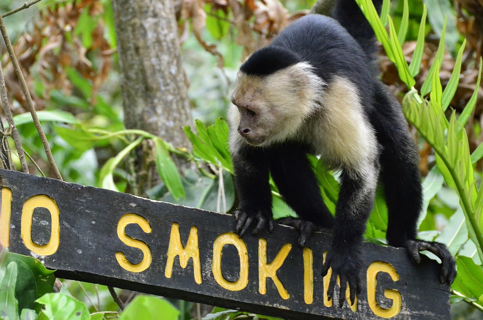 Incredible Adventure: Best Areas to Stay in Costa Rica