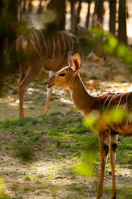 Free Nyala Forest photo and picture