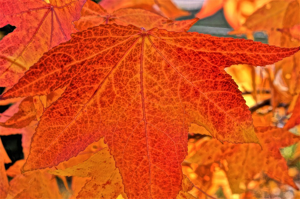 단풍잎 잎 단풍 - Pixabay의 무료 사진 - Pixabay