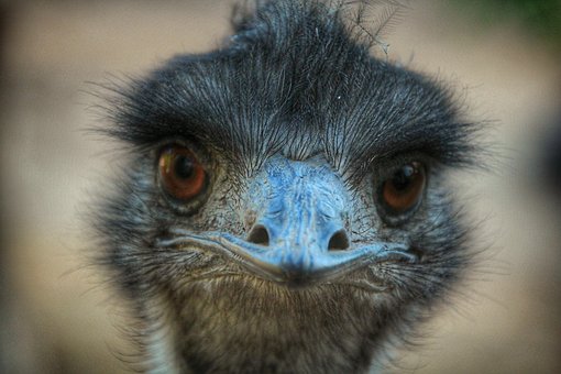 Free Bird Eyes photo and picture