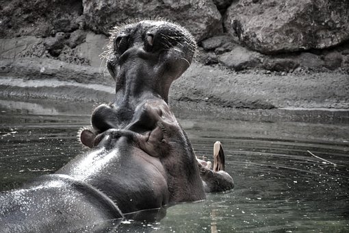 Free Hippo Maul photo and picture