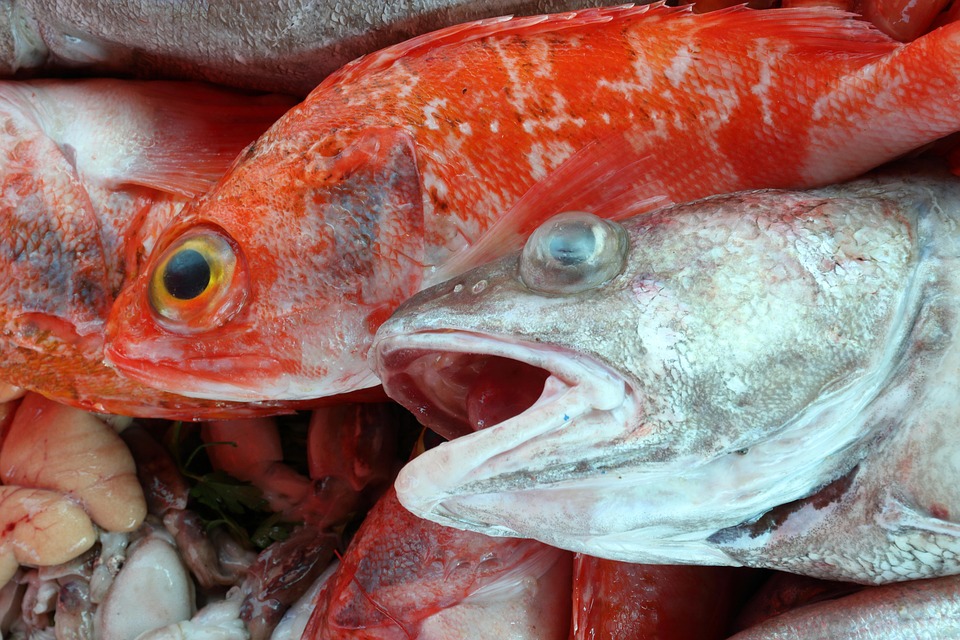Morocco Essaouira Fish - Free photo on Pixabay