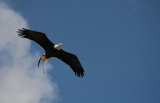 Free Bald Eagle Eagle photo and picture