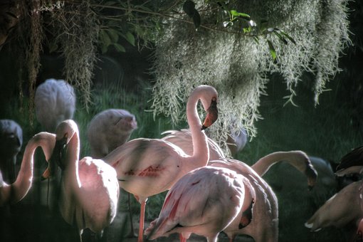 Free Flamingo Bird photo and picture