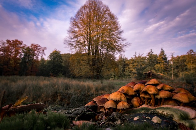 Efterår, Træer, Skov, Natur, Magic