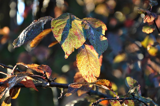 Free Leaves Autumn photo and picture