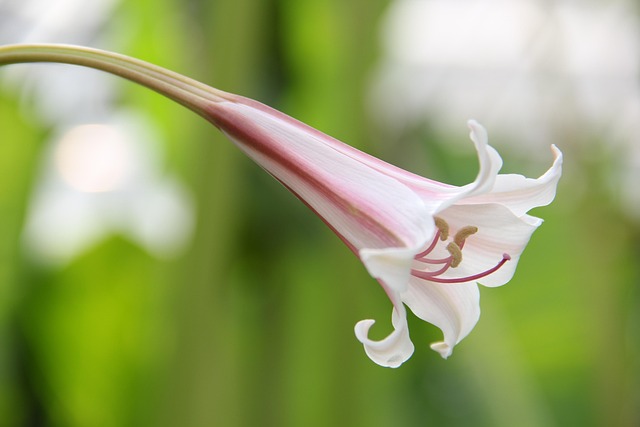 Free Plant Botany photo and picture