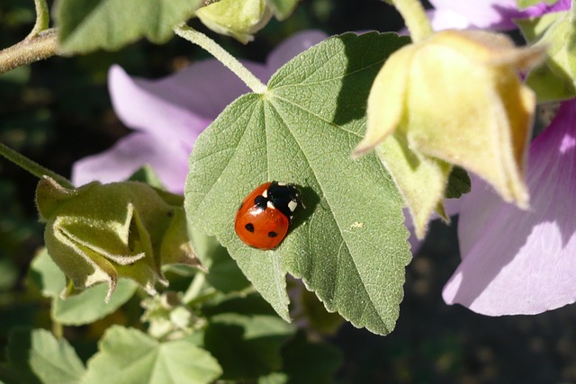 Free Ladybug Happiness photo and picture