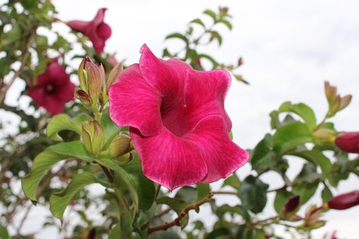 Free Flower Pink photo and picture