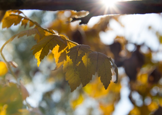 Free Leaf Nature photo and picture