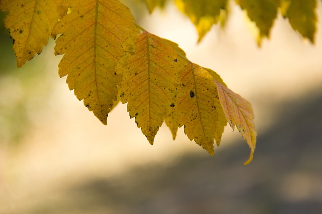 Free Leaf Nature photo and picture