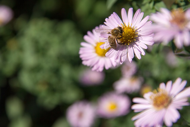 Free Bee Flower photo and picture