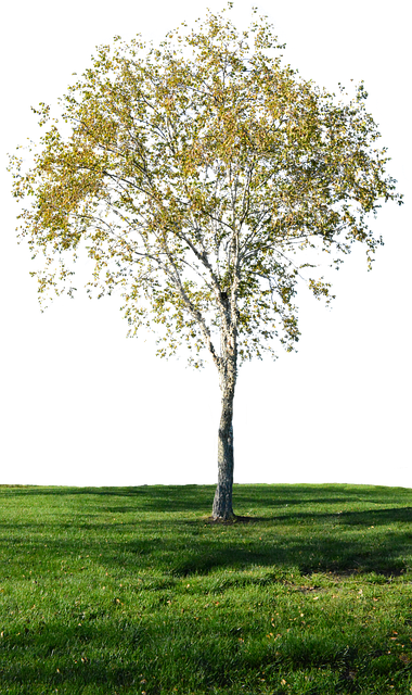 Free Tree With No Background Grass photo and picture