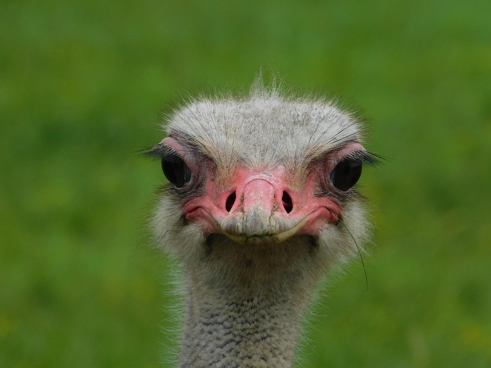 Burung Unta Hewan Foto Gratis Di Pixabay