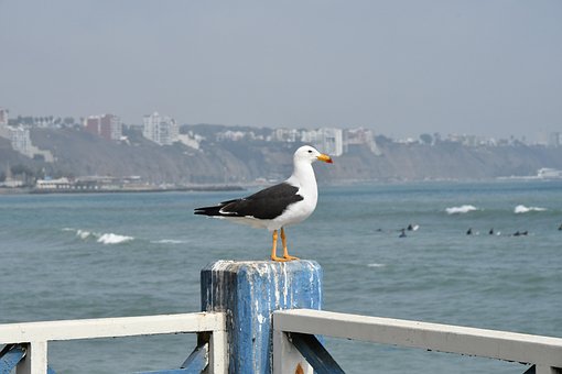 Free Lima Nature photo and picture