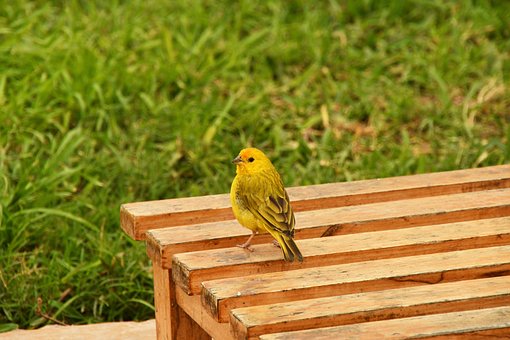 Free Bird Garden photo and picture