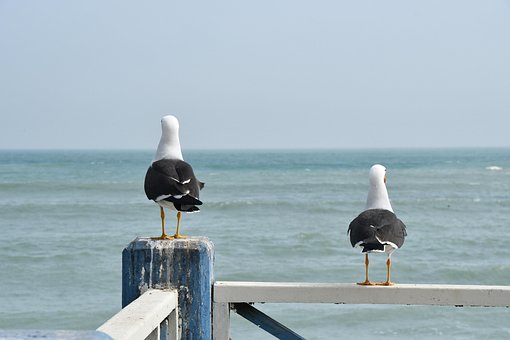 Free Lima Birds photo and picture