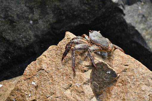 Free Cancer Nature photo and picture