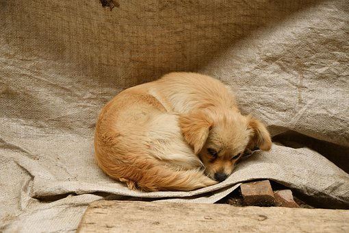 Free Sleep Animal photo and picture