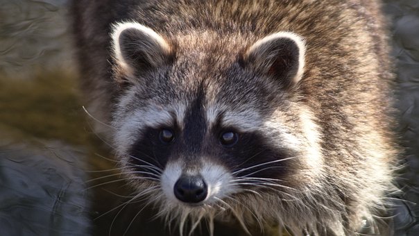Free Wild Animal photo and picture