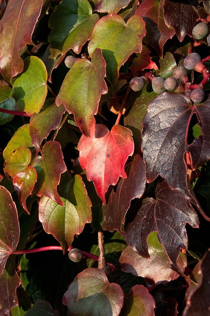 Free Wild Wine Autumn Leaves photo and picture