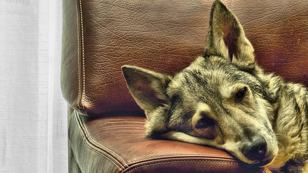 Free Dog Bank photo and picture