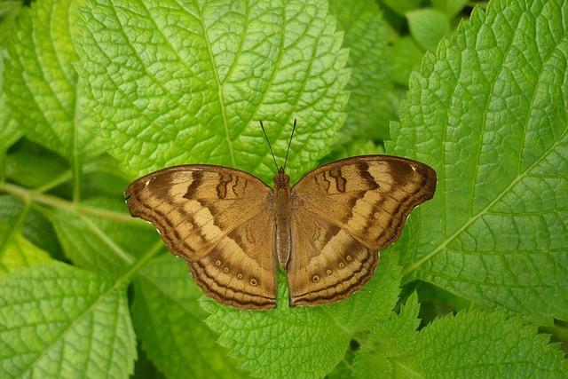 Free Butterfly Nature photo and picture