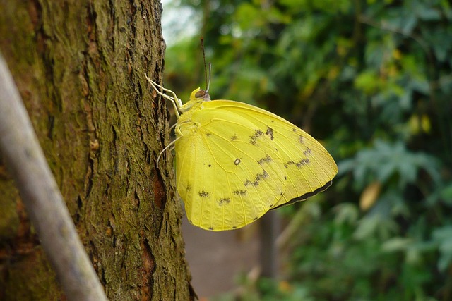 Free Butterfly Yellow photo and picture