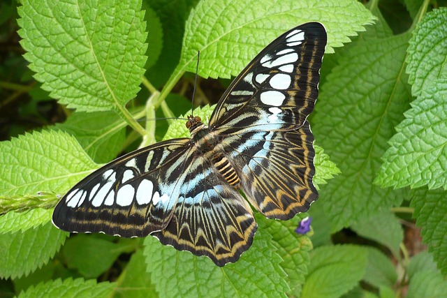 Free Butterfly Blue photo and picture