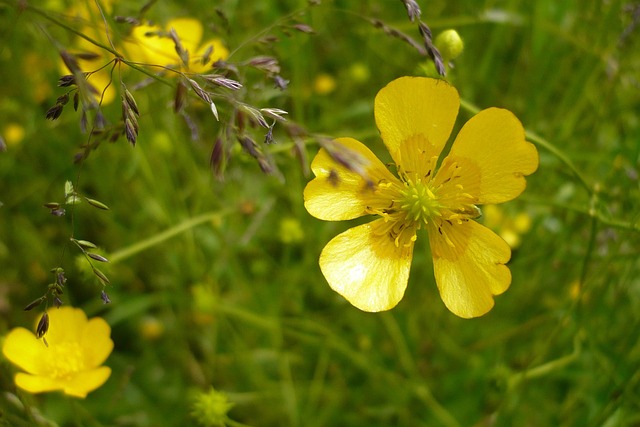Free Flower Yellow photo and picture