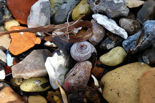 Free Snail Beach photo and picture